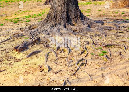 Large tree with exposed roots extending prominently from the ground. Roots rise above the soil Stock Photo