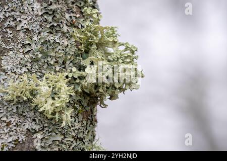 A tree covered with s and shrubby fruticose lichens. Lichen on the tree bark spring season. Spring background. Stock Photo