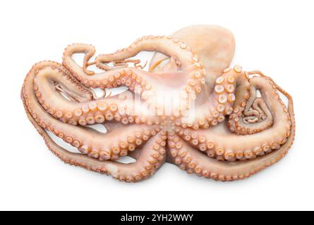 One fresh raw octopus isolated on white, top view Stock Photo