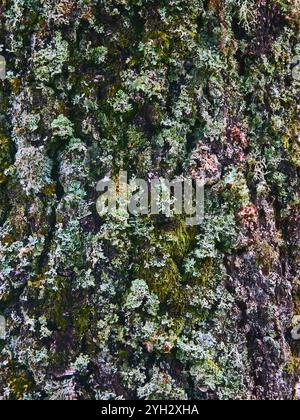 Multicoloured lichen growing on a tree trunk. Stock Photo