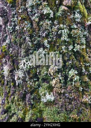 Multicoloured lichen growing on a tree trunk. Stock Photo