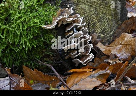 Turkey Tail Fungus (Trametes versicolor) bracket fungus growing among moss on dead wood in deciduous woodland. October, Kent, UK Stock Photo