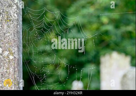 Dew drops on a spider's web in a graveyard. October, Kent, UK Stock Photo