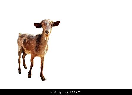 Goat isolated on white background Stock Photo