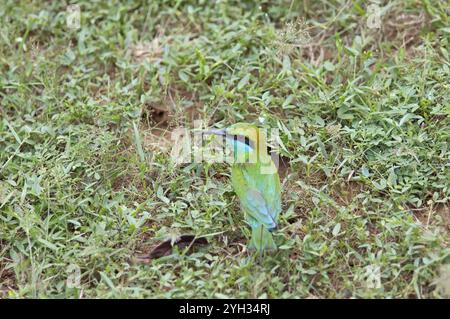 Bronze-crowned Emerald Bee-eater (Merops orientalis) sitting on the ground in Yala Natioal Park, Southern Province, Sri Lanka, Asia Stock Photo