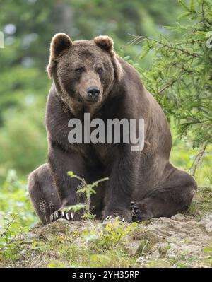 Brown bear (Ursus arctos) sits on a rock and looks attentively, Germany, Europe Stock Photo