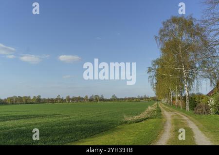 A path through a green field, lined with trees, under a clear blue sky, weseke, muensterland, germany Stock Photo