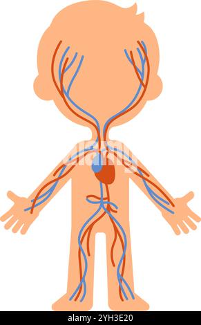 Medical illustration showing oxygenated blood traveling through arteries and deoxygenated blood returning through veins in a child s body Stock Vector