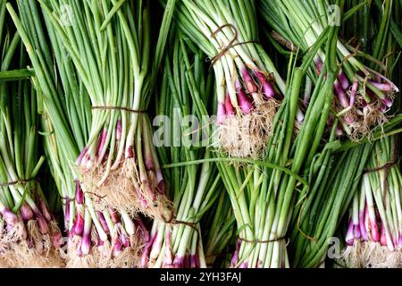 Bundles of freshly harvested locally grown raw green onions, or scallions in a farmers market in Jaipur, India. Stock Photo