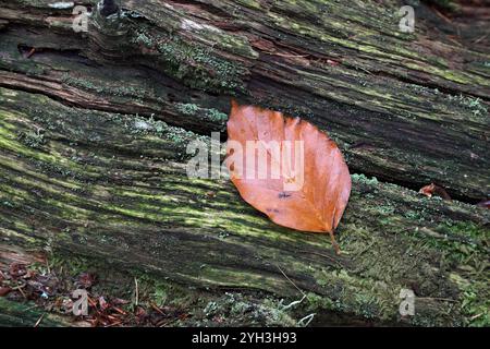 Beech leaf laying on a rotting tree trunk on the woodland floor covered in moss and lichen, Teesdale, County Durham, UK Stock Photo