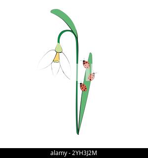 Single snowdrop flower with ladybug vector illustration; One flower with stem, leaf and ladybugs; Simple creative drawing; clip art isolated on white Stock Vector