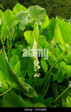 Wapato (Sagittaria latifolia), Willamette River Greenway, Yamhill County, Oregon Stock Photo