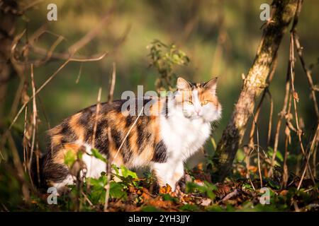 Cat strolling around in the garden Stock Photo