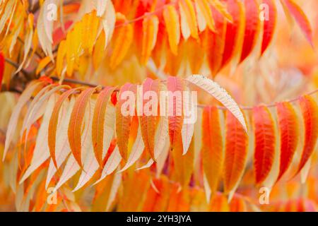 Sumach is fluffy. Vinegar tree. Bright autumn leaves in warm colors. Close-up of bright red, orange and yellow autumn leaves on a branch Stock Photo