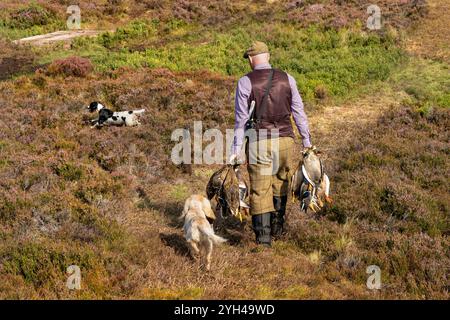 A gamekeeper, with his dogs, carries a number of shot ducks on an estate in Highland Scotland. Stock Photo