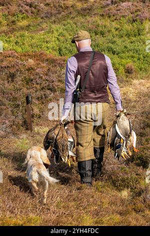 A gamekeeper, with his dog, carries a number of shot ducks on an estate in Highland Scotland. Stock Photo