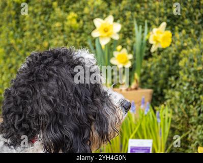 Headshot of a Bernedoodle dog with vibrant yellow daffodils in the background, capturing the essence of springtime gardening. Stock Photo