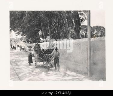 A load of Sugar Cane for the Markets on Cart pulled by a donkey,  Barbados  ca 1907.   Vintage Archive Photograph, from 1900s by Sir William Dixson from Dixson Library, State Library of New South Wales Stock Photo