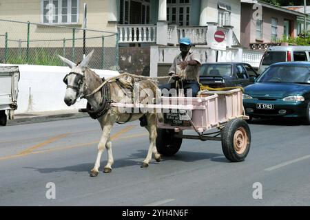 Donkey Cart Barbados Stock Photo