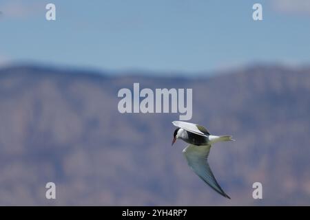 Whiskered Tern (Chlidonias hybrida) in flight with mountainous background and blue sky, Spain Stock Photo