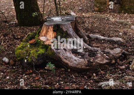 Oak stump in autumn with roots and moss, Alcoy, Spain Stock Photo
