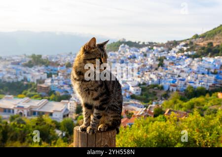 A cat with Blue City in the blurry background. Chefchaouen, Morocco, Africa. Chefchaouen is known as the "Blue City" and is home to many cats. Stock Photo