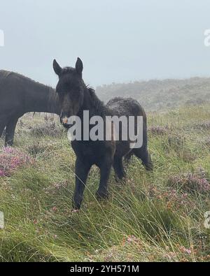 Eriskay pony with its mum Stock Photo