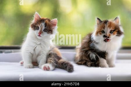 portrait two cute kittens sitting on white windowsill and looking Stock Photo