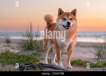 Red shiba inu dog on the Baltic sea beach during the sunset Stock Photo