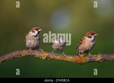 three birds sparrows sitting on a tree branch against the background of a green spring garden Stock Photo