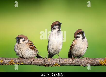 three birds sparrows sitting on a tree branch against the background of a green summer garden and looking in different directions Stock Photo