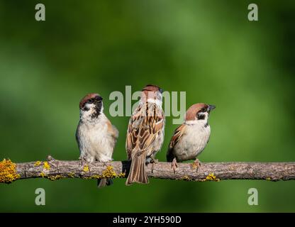 three sparrow birds sitting on a tree branch against the background of a green summer garden Stock Photo