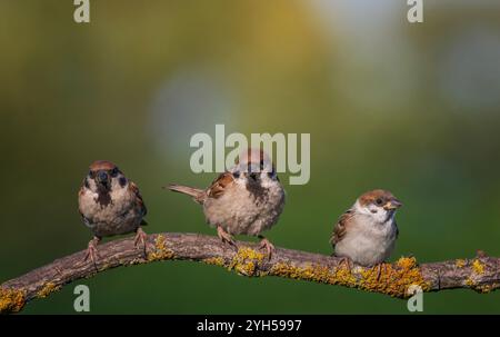 three birds sparrows sitting on a tree branch against the background of a green spring garden Stock Photo