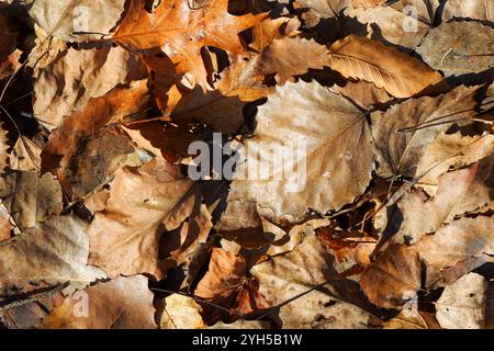 Leaf litter on forest floor, Quebec,Canada Stock Photo