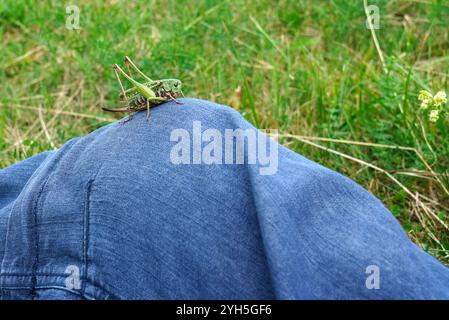 Closeup side view of green grasshopper insect  sitting calmly on a person’s jeans trousers Stock Photo