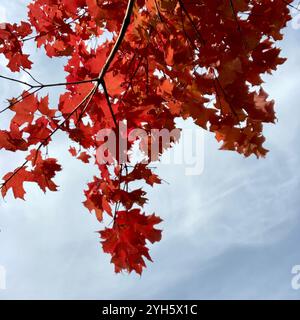 A maple tree shows its autumn colors. Stock Photo