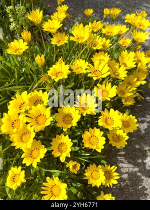 Treasure Flower (Gazania Rigens), Cashmere, Christchurch (Ōtautahi), Canterbury, New Zealand Stock Photo