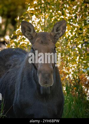 A Close Up Shot of A Female Moose in the Grand Teton National Park in Wyoming Stock Photo