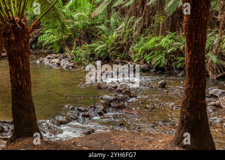 Rainforest scene with tall ferns in the foreground, a babbling river water flowing over rocks and stones and lush green ferns in the background Stock Photo