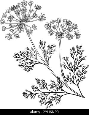 Dill Plant with Flowers Outline Illustration Stock Vector Image & Art ...