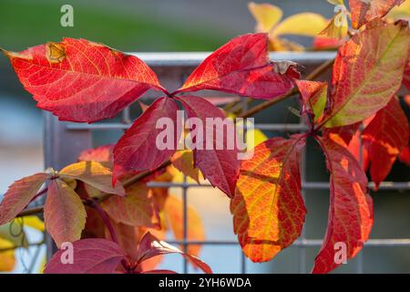 Close-up of backlit leaves of wild grape against a fence during November in Sweden Stock Photo
