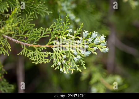 Thuja or cypress green branches with blue, turquoise cones, close-up. Platycladus orientalis, Chinese thuja arbovitae, juniper coniferous tree of the Stock Photo