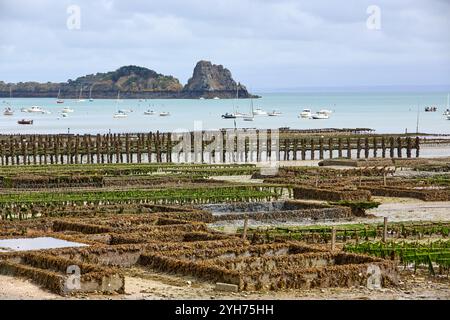 oyster farmer harvesting oysters at low tide in the Bay of Cancale, the center of oyster farming in France, Europe Stock Photo