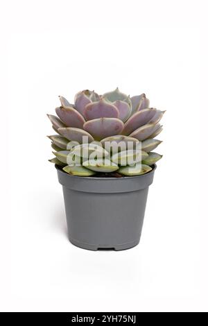 Echeveria Pollux succulent plant on white background. Stock Photo