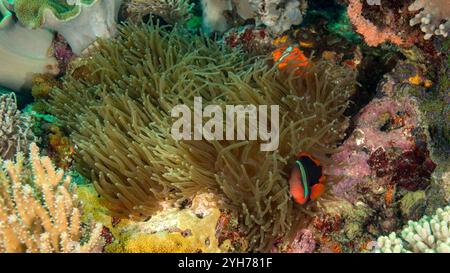 clownfish philippines Stock Photo