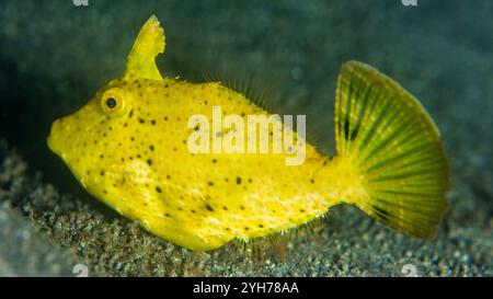 Filefish Stock Photo