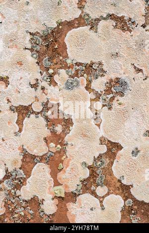 Crab's eye lichen, Ochrolechia parella, and black shields, Tephromela atra, on old gravestone. Stock Photo