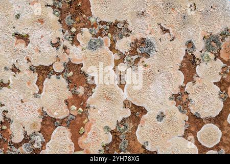 Crab's eye lichen, Ochrolechia parella, and black shields, Tephromela atra, on old gravestone. Stock Photo