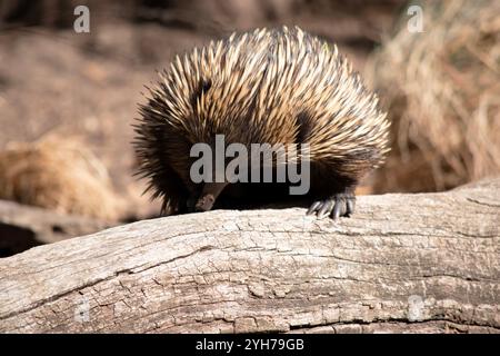 The short nosed echidna has strong-clawed feet and spines on the upper part of a brownish body. Stock Photo