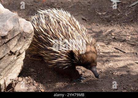 The short nosed echidna has strong-clawed feet and spines on the upper part of a brownish body. Stock Photo